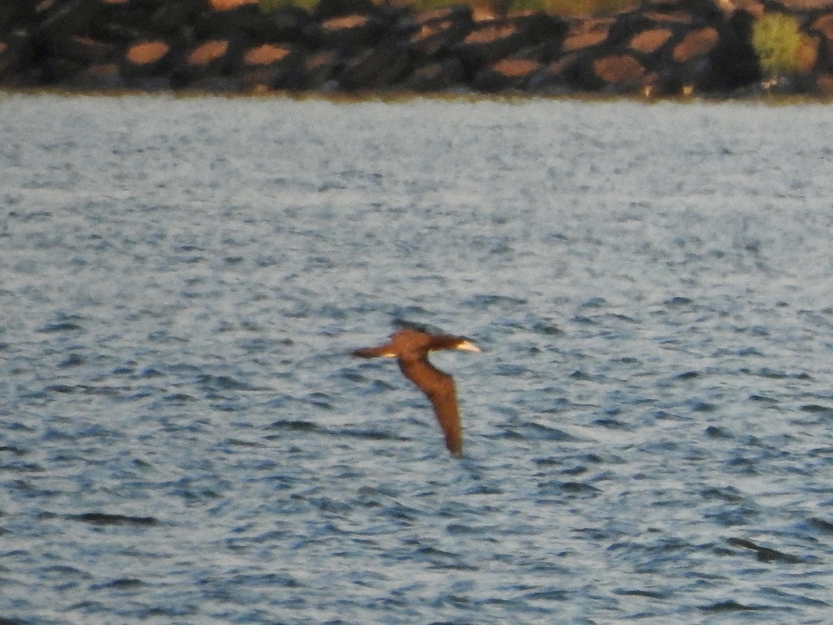 Brown Booby - ML643165138