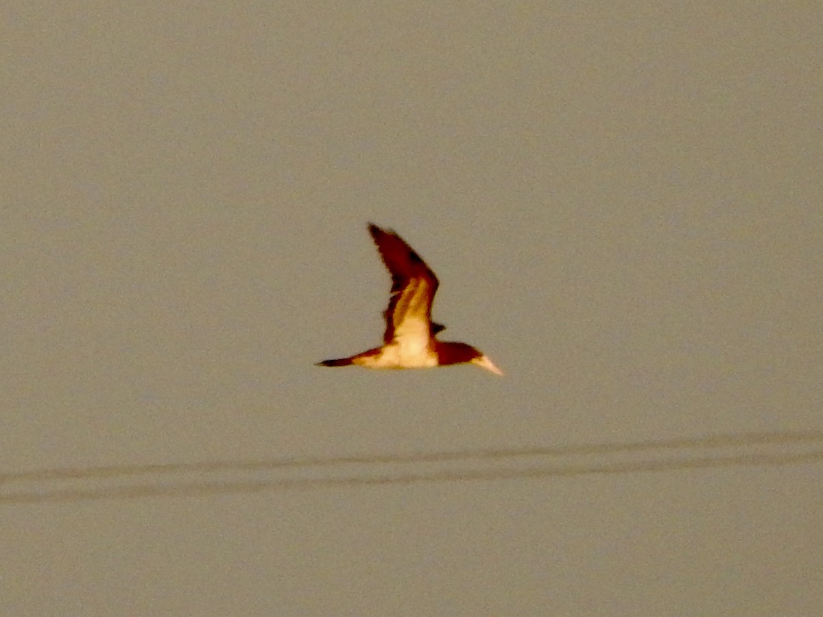 Brown Booby - ML643165139