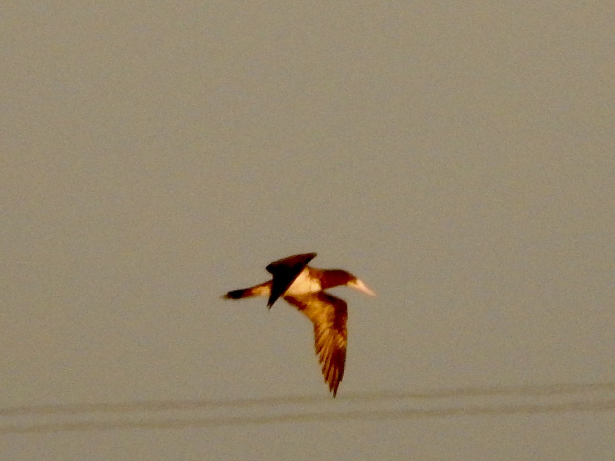 Brown Booby - ML643165140
