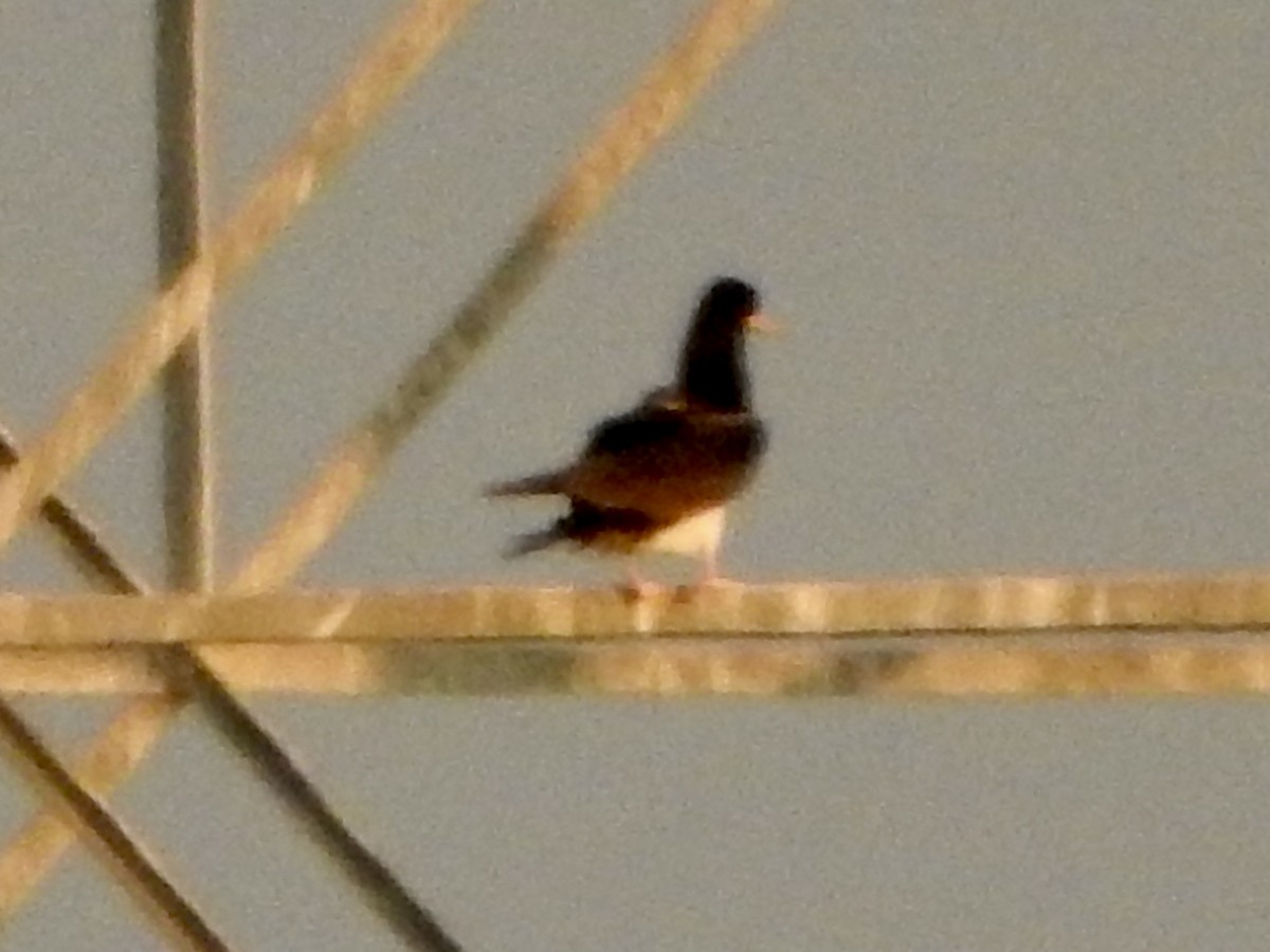 Brown Booby - ML643165143