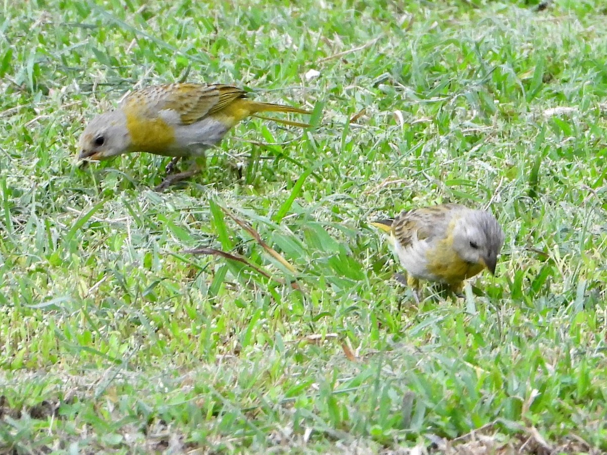 Saffron Finch - ML643165150
