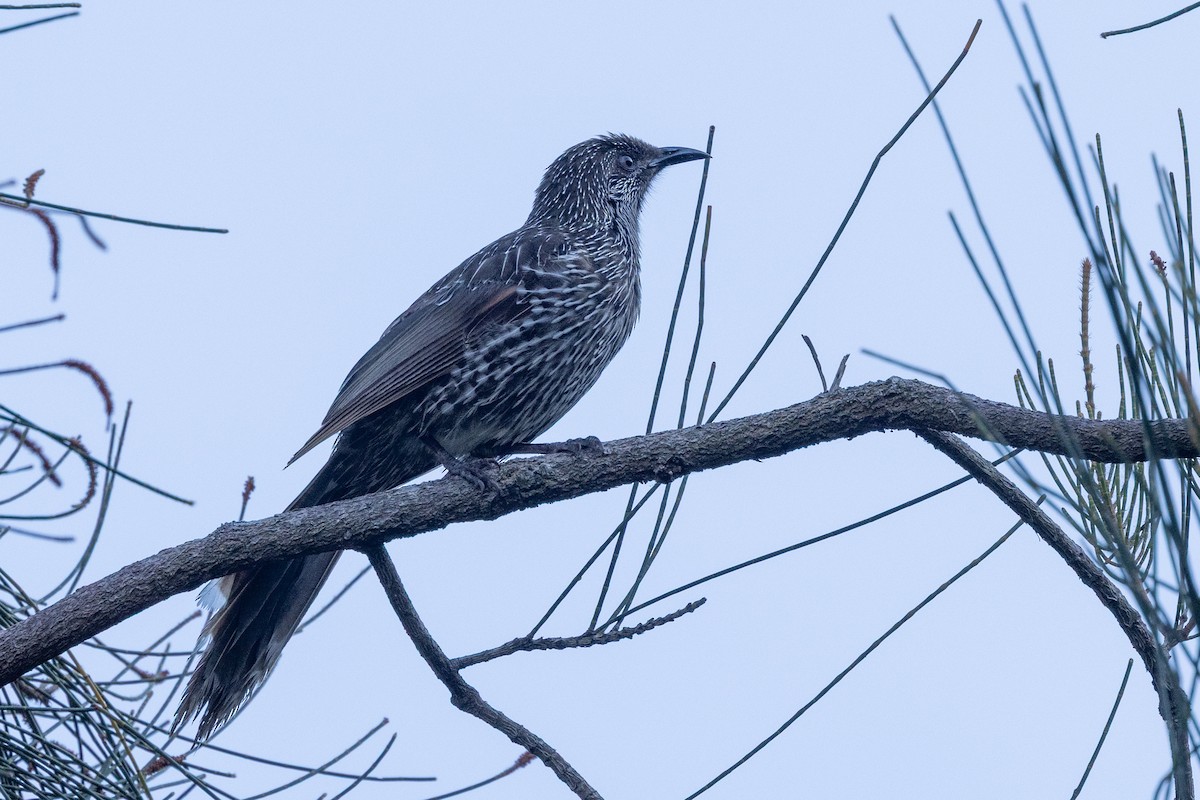 Little Wattlebird - ML643165160