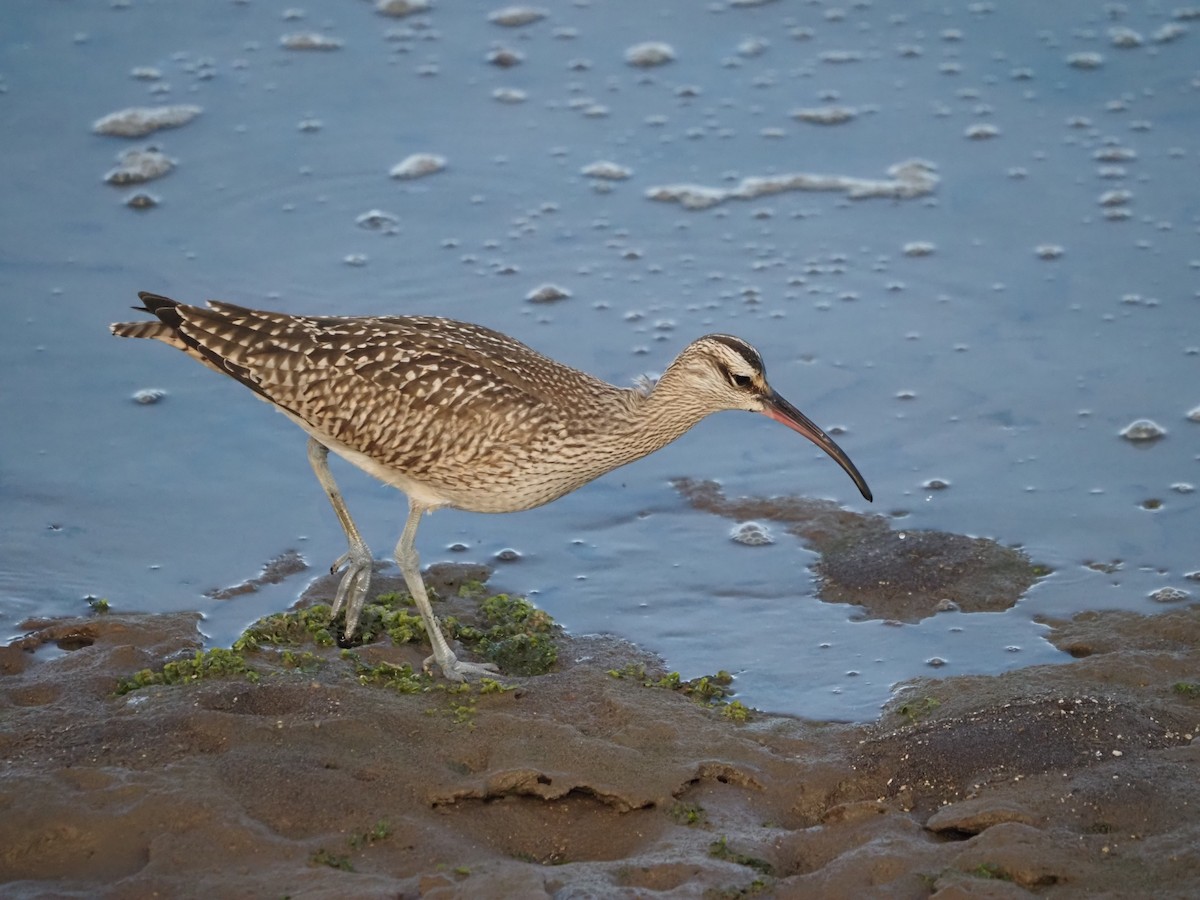 Hudsonian Whimbrel - ML643165163