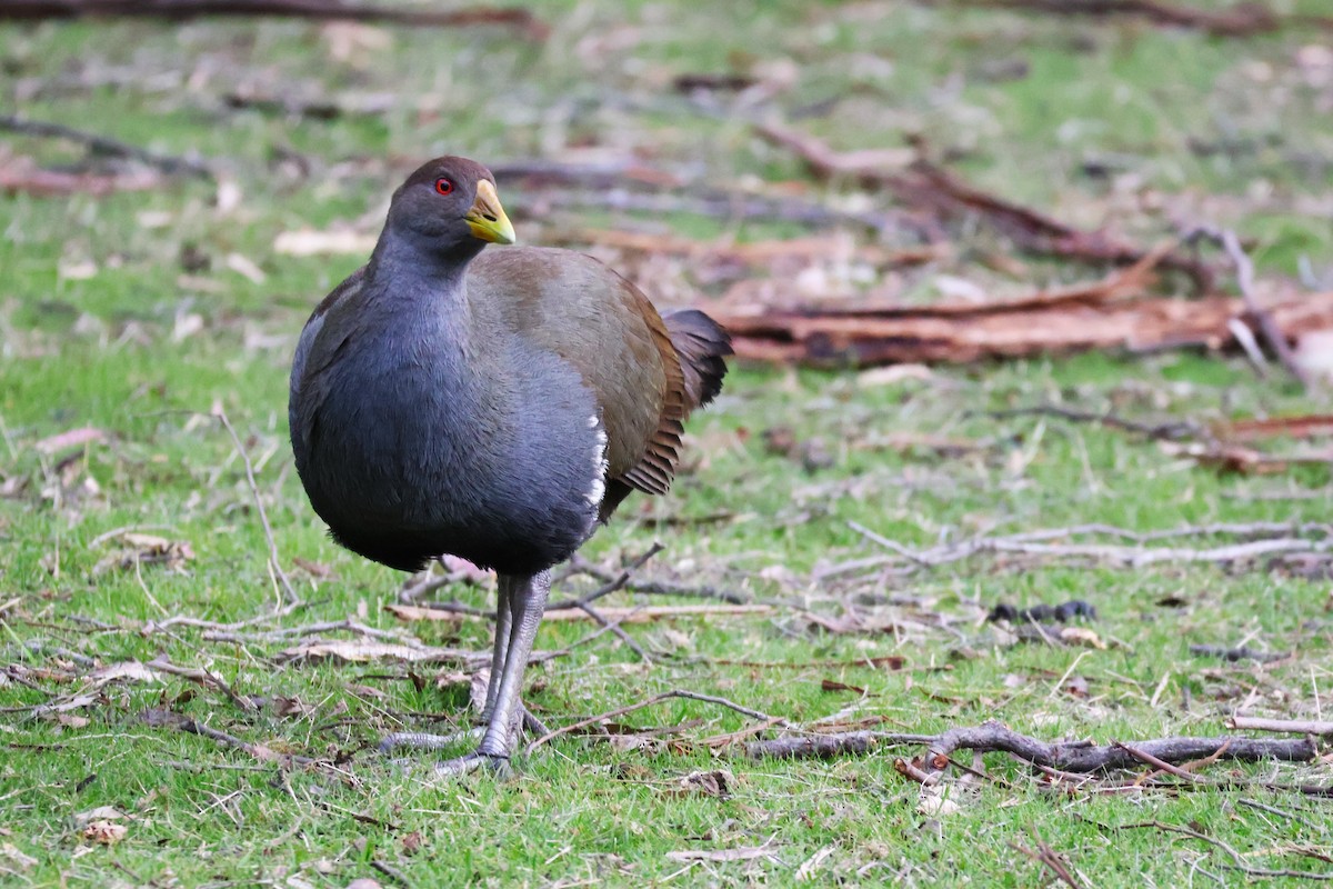 Tasmanian Nativehen - ML643165171