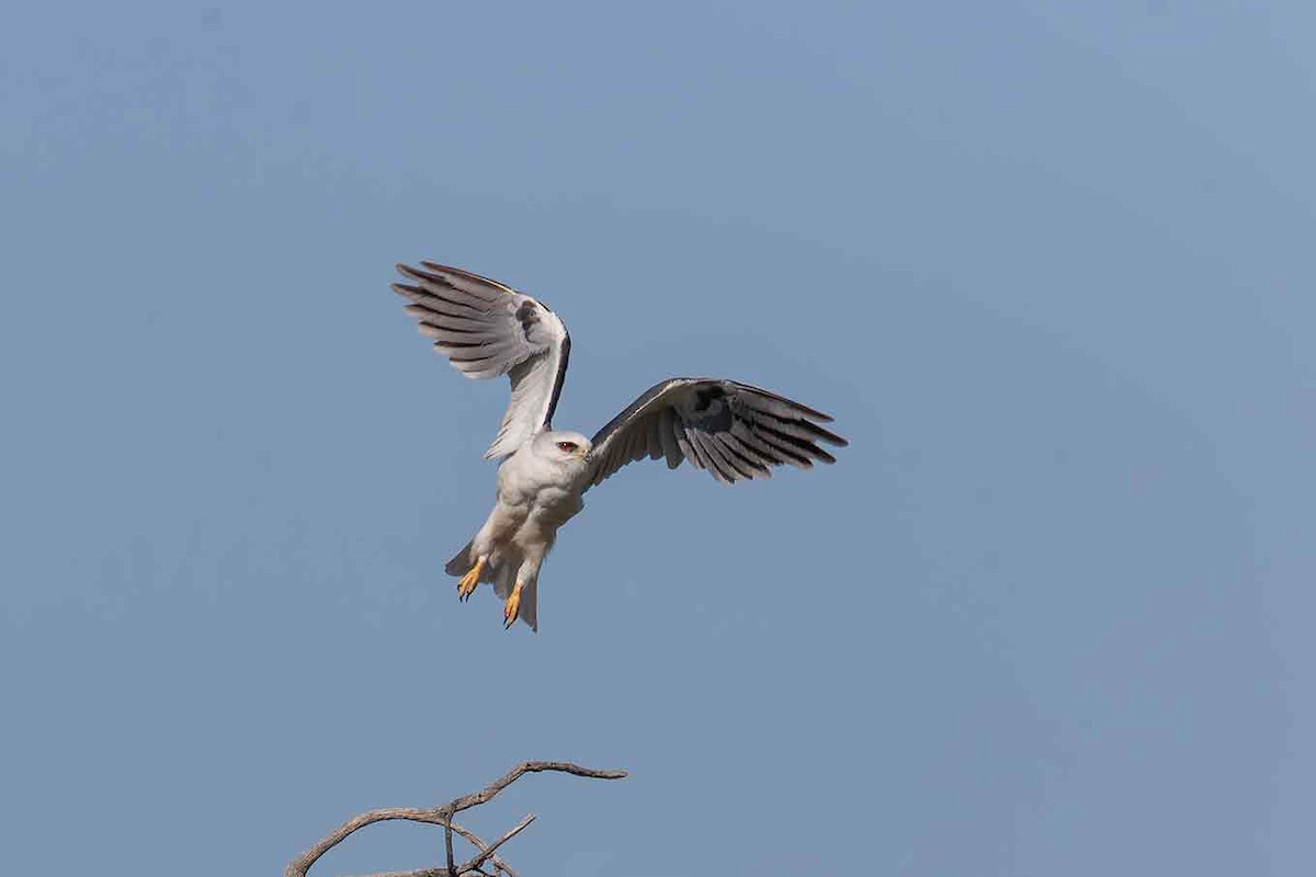 White-tailed Kite - ML643165179
