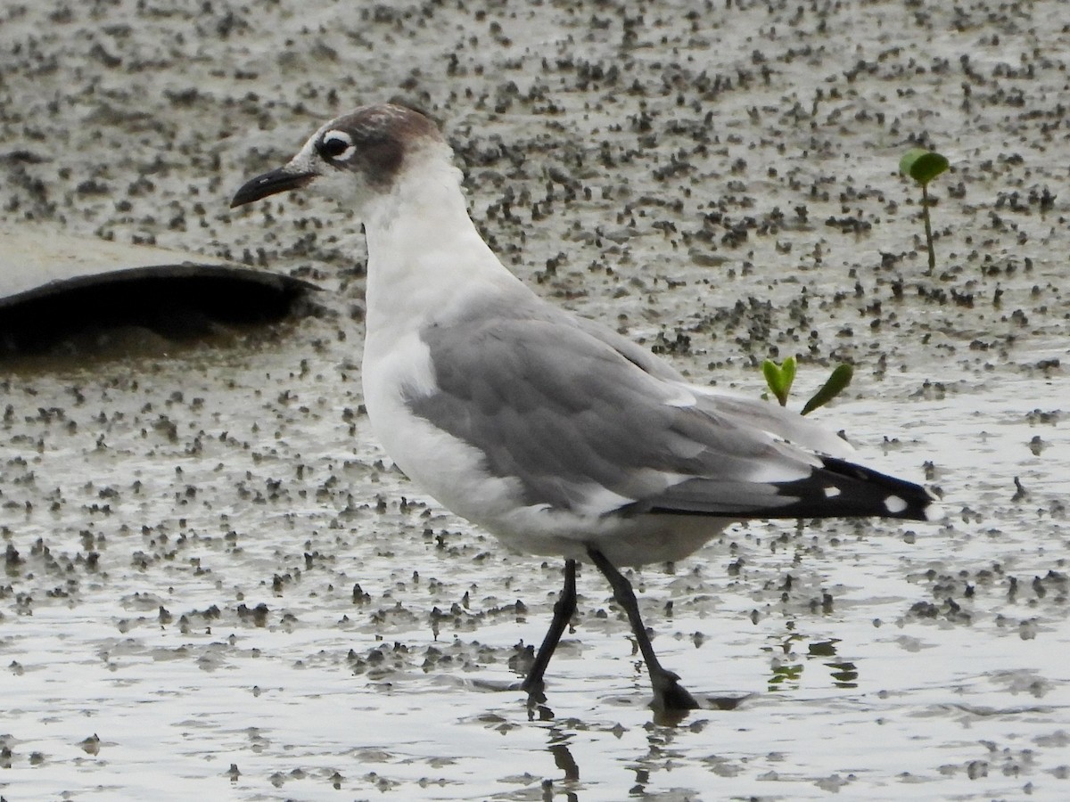 Franklin's Gull - ML643165180