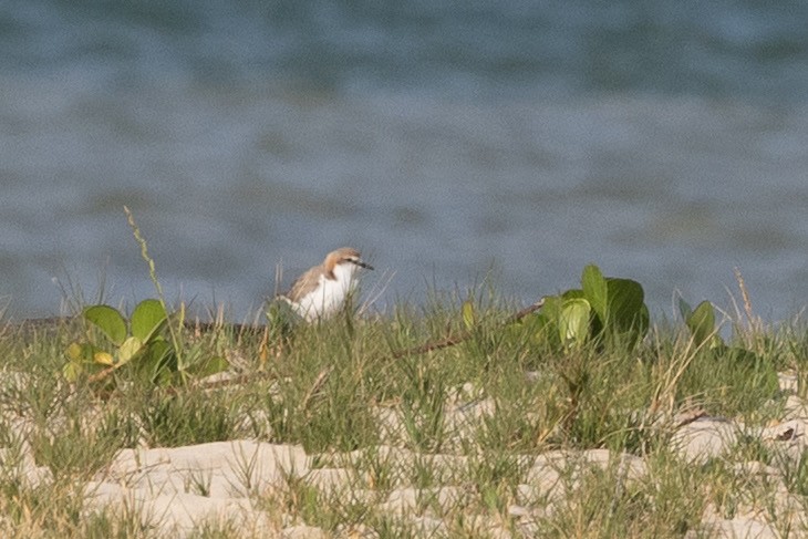 Red-capped Plover - ML643165182