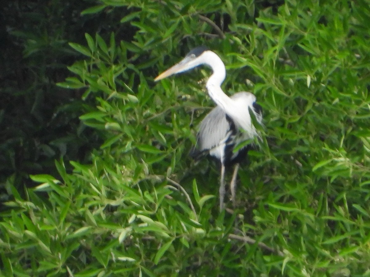 Cocoi Heron - ML643165184