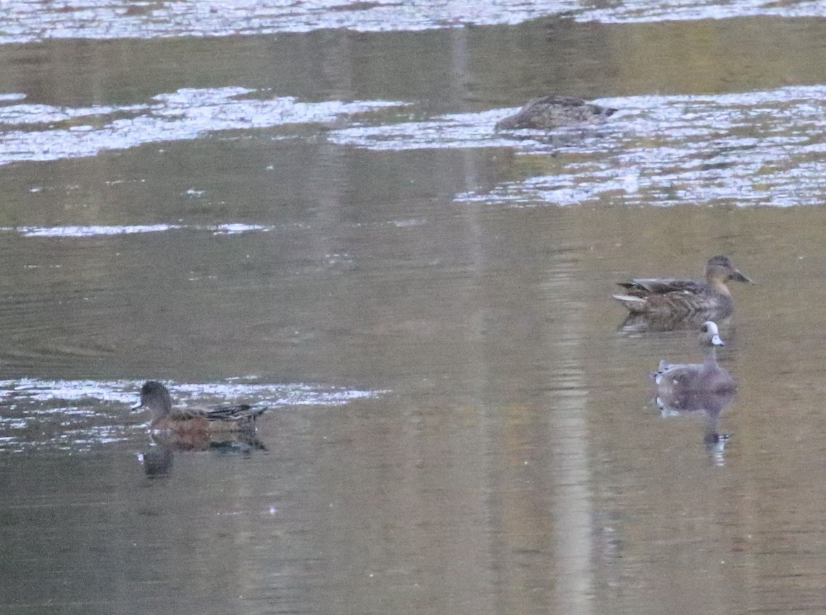 American Wigeon - ML643165188