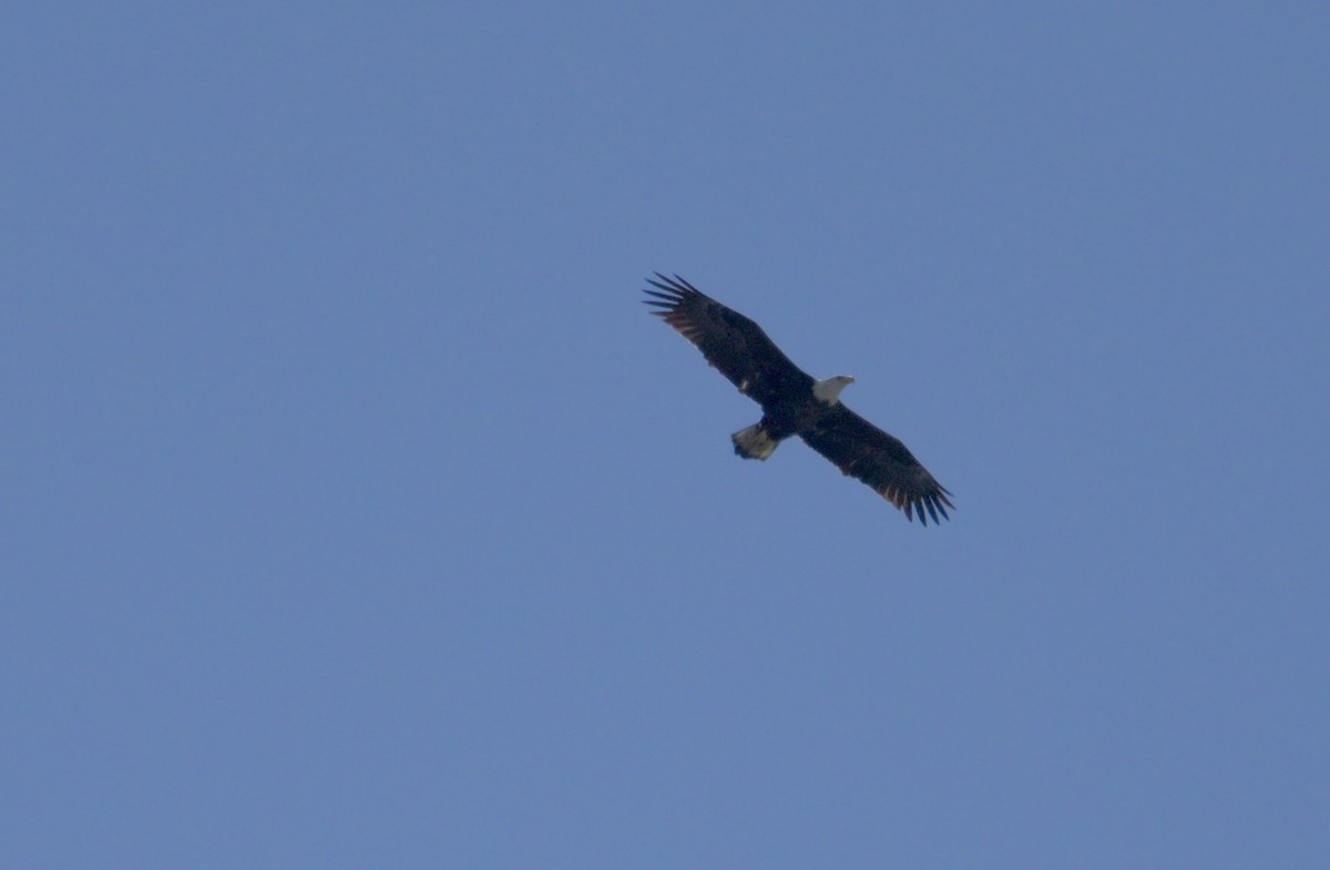 Bald Eagle - ML643165195