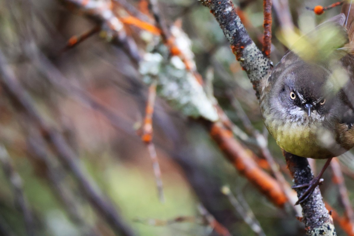 Tasmanian Scrubwren - ML643165198