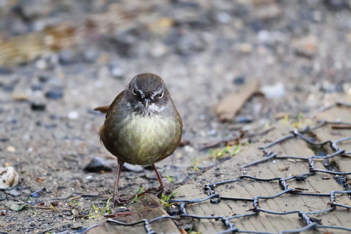 Tasmanian Scrubwren - ML643165199