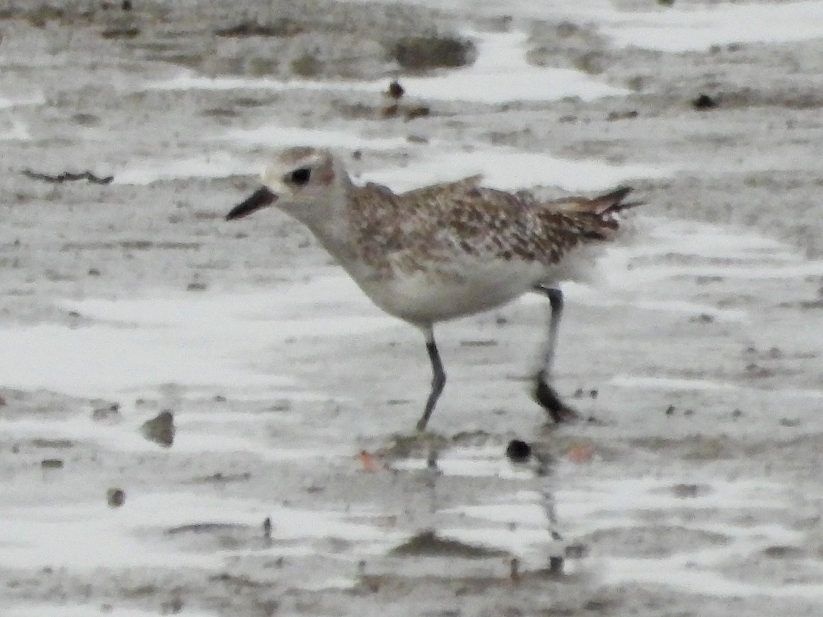 Black-bellied Plover - ML643165220