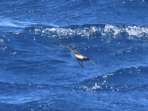 White-faced Storm-Petrel - ML643165227