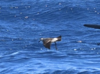 White-faced Storm-Petrel - ML643165228