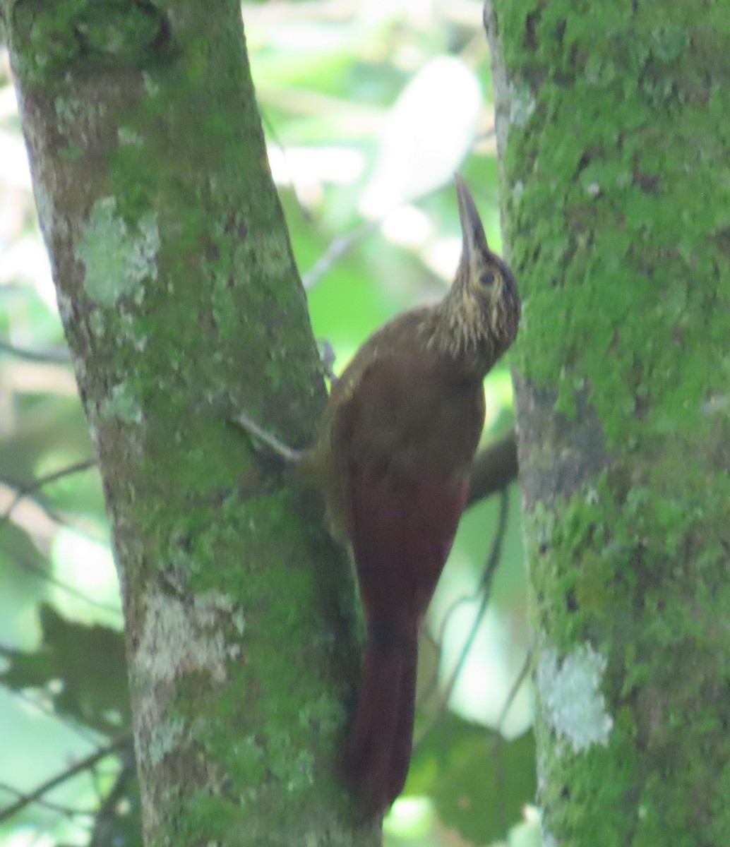 Cocoa Woodcreeper - ML643165232