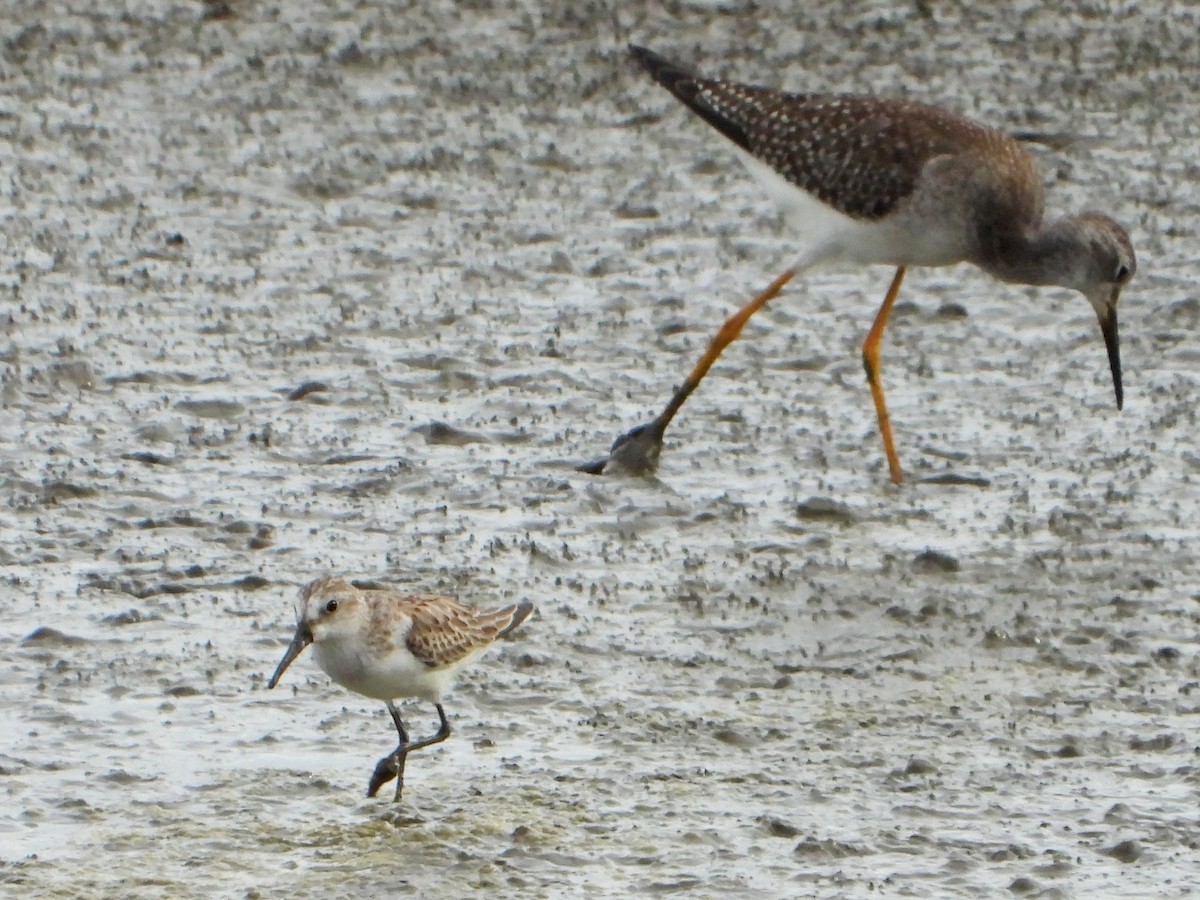 Western Sandpiper - ML643165249