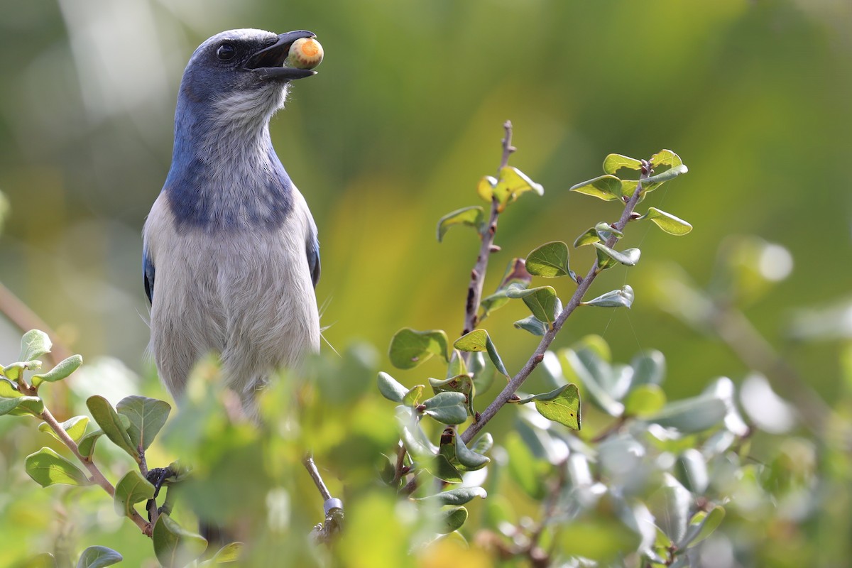 Florida Scrub-Jay - ML643165254