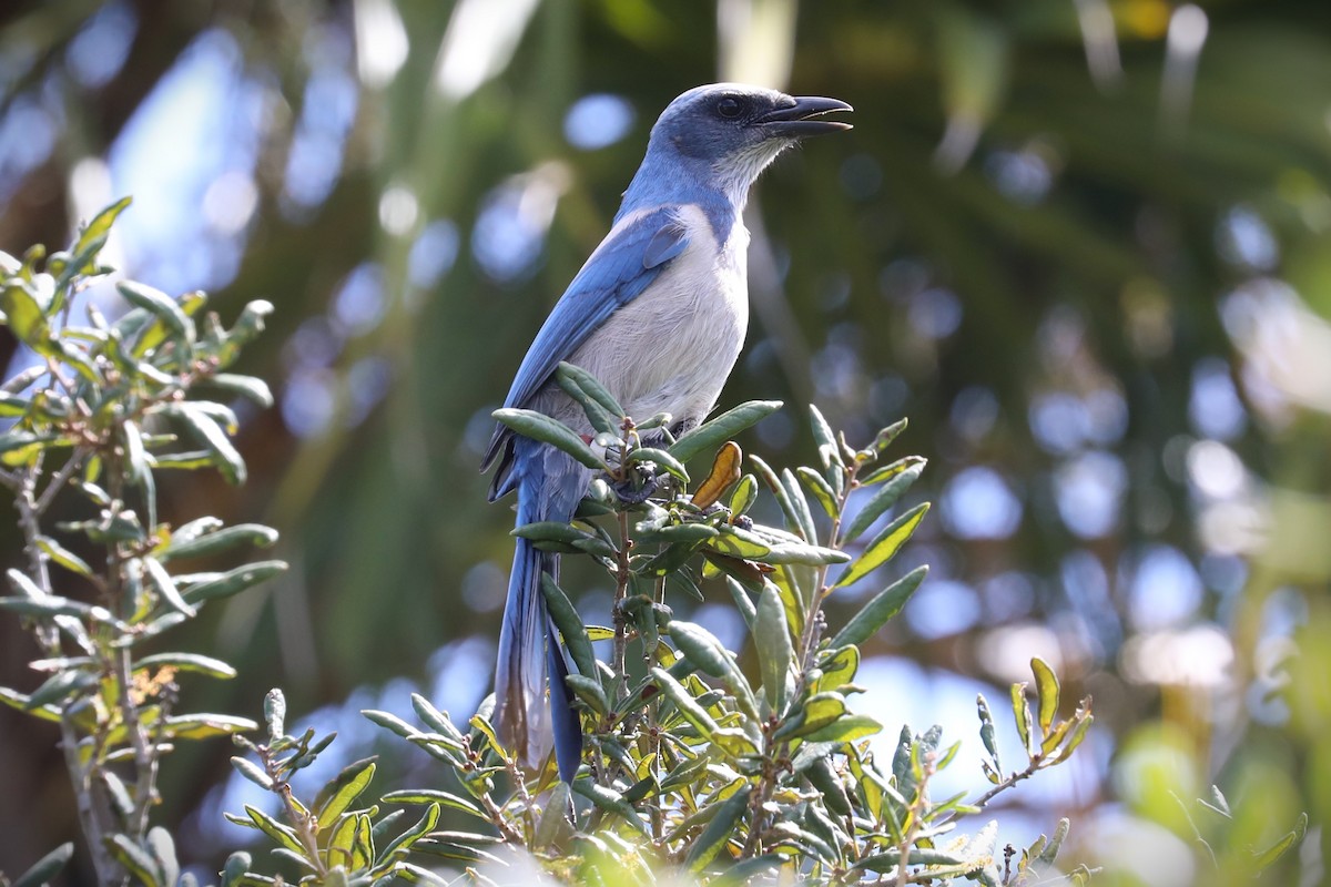 Florida Scrub-Jay - ML643165255