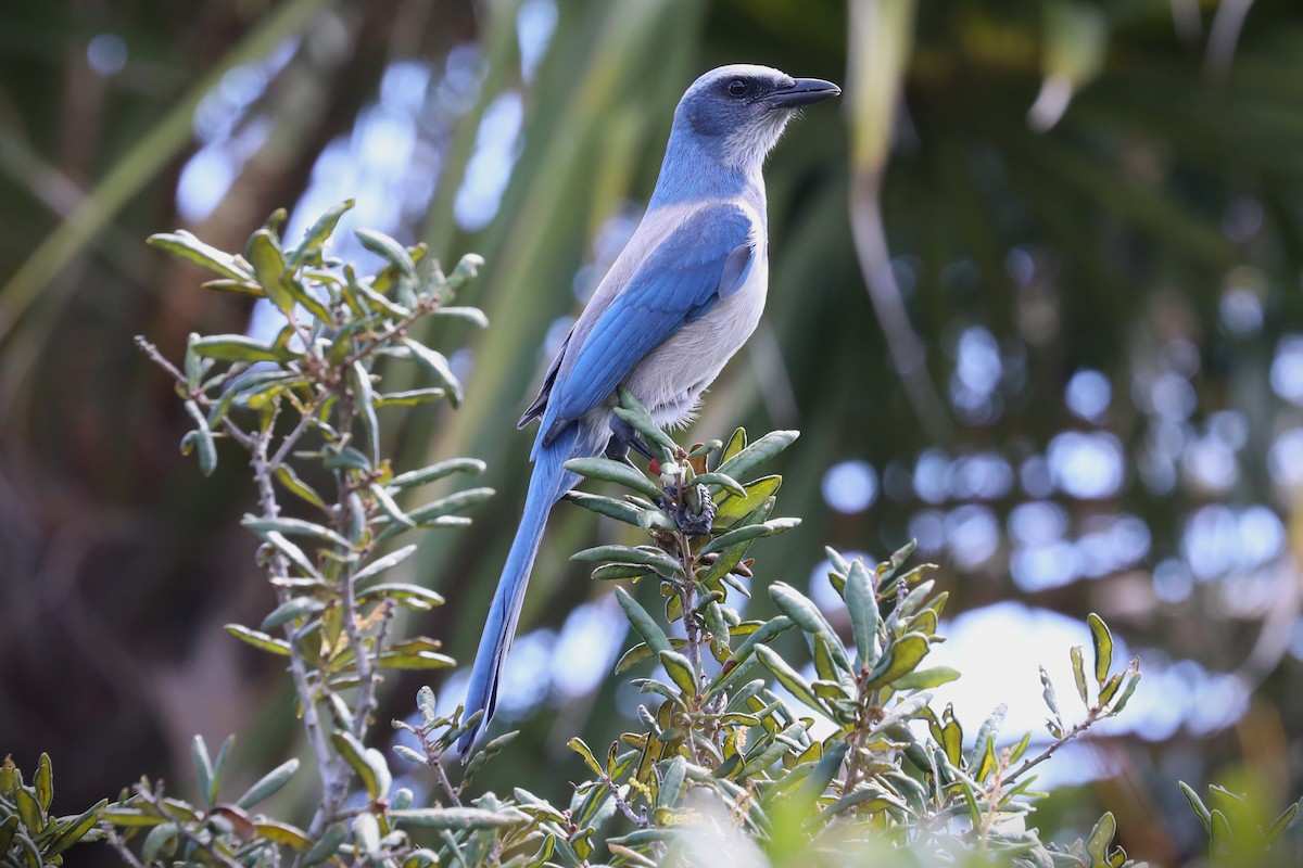 Florida Scrub-Jay - ML643165256