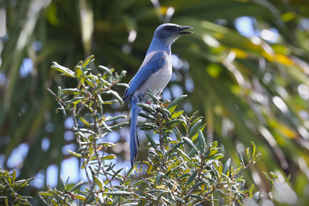 Florida Scrub-Jay - ML643165257