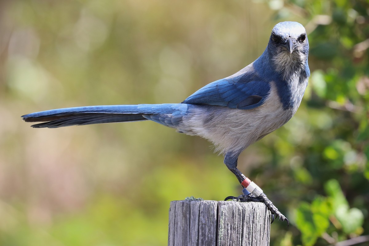 Florida Scrub-Jay - ML643165258