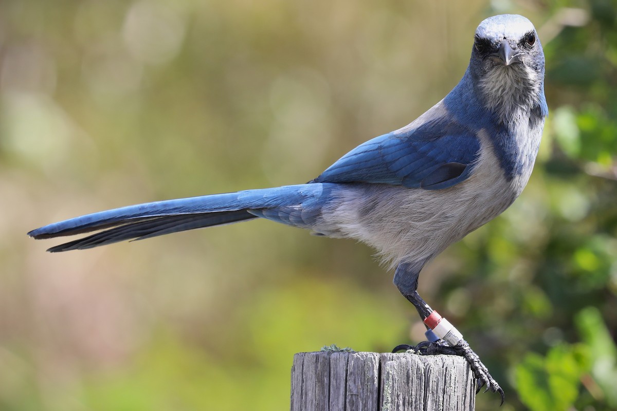 Florida Scrub-Jay - ML643165259