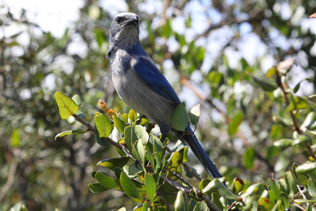 Florida Scrub-Jay - ML643165260