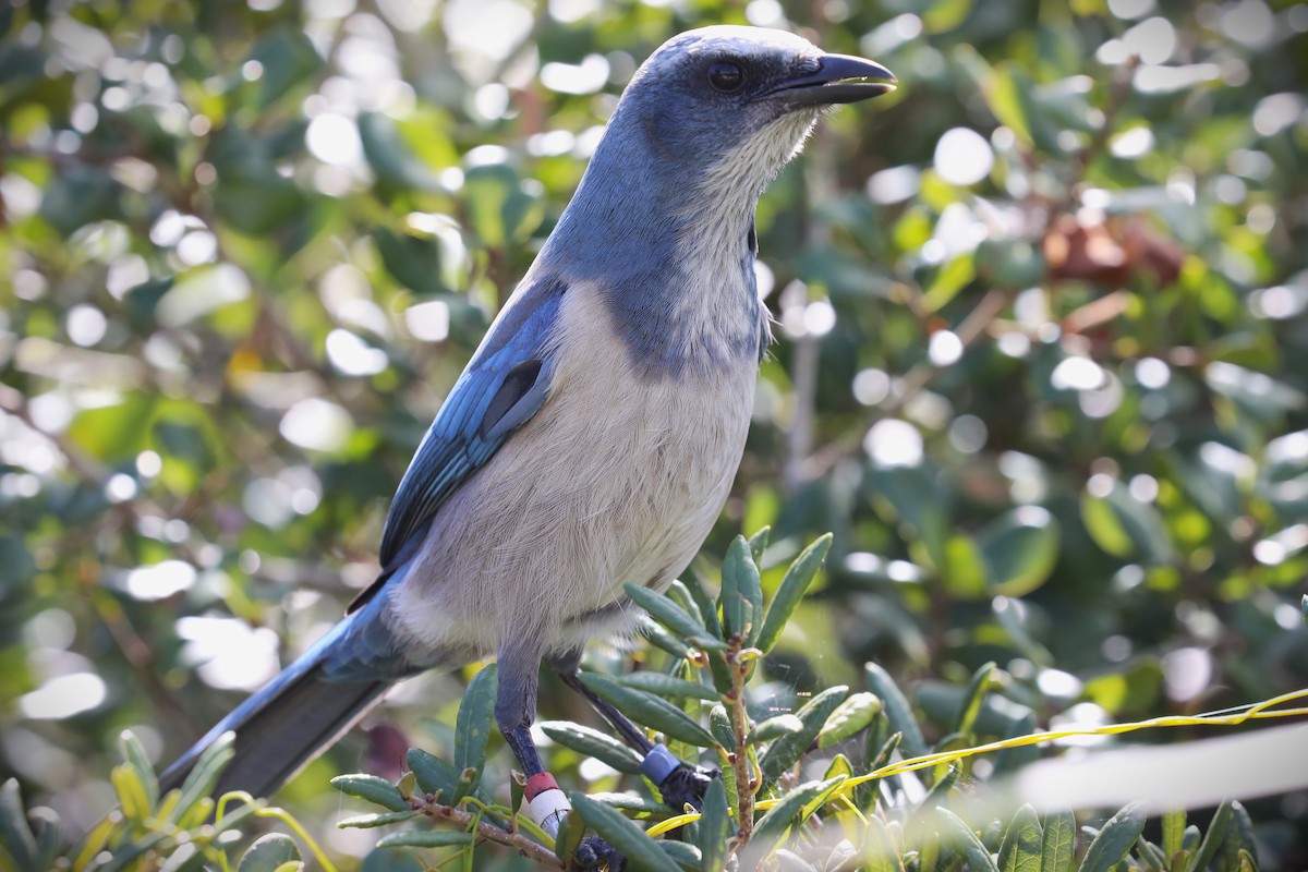 Florida Scrub-Jay - ML643165261