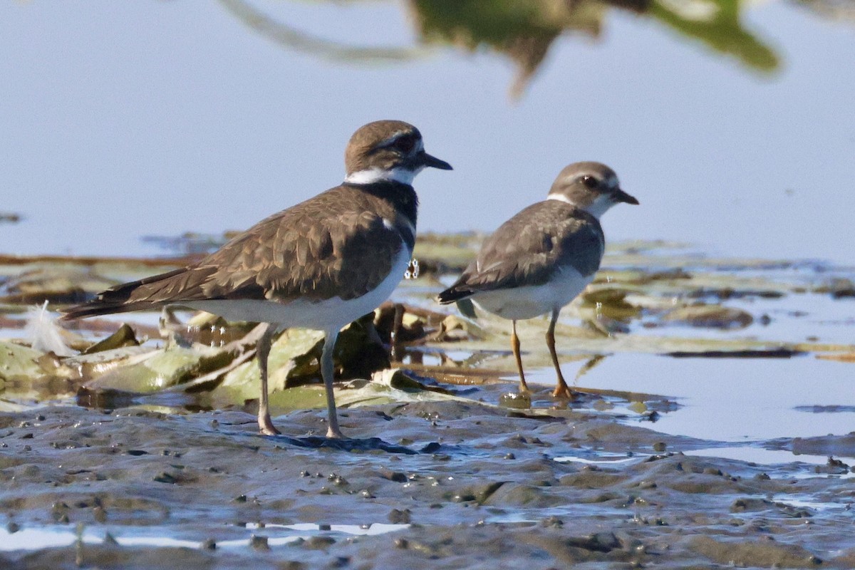 Semipalmated Plover - ML643165266