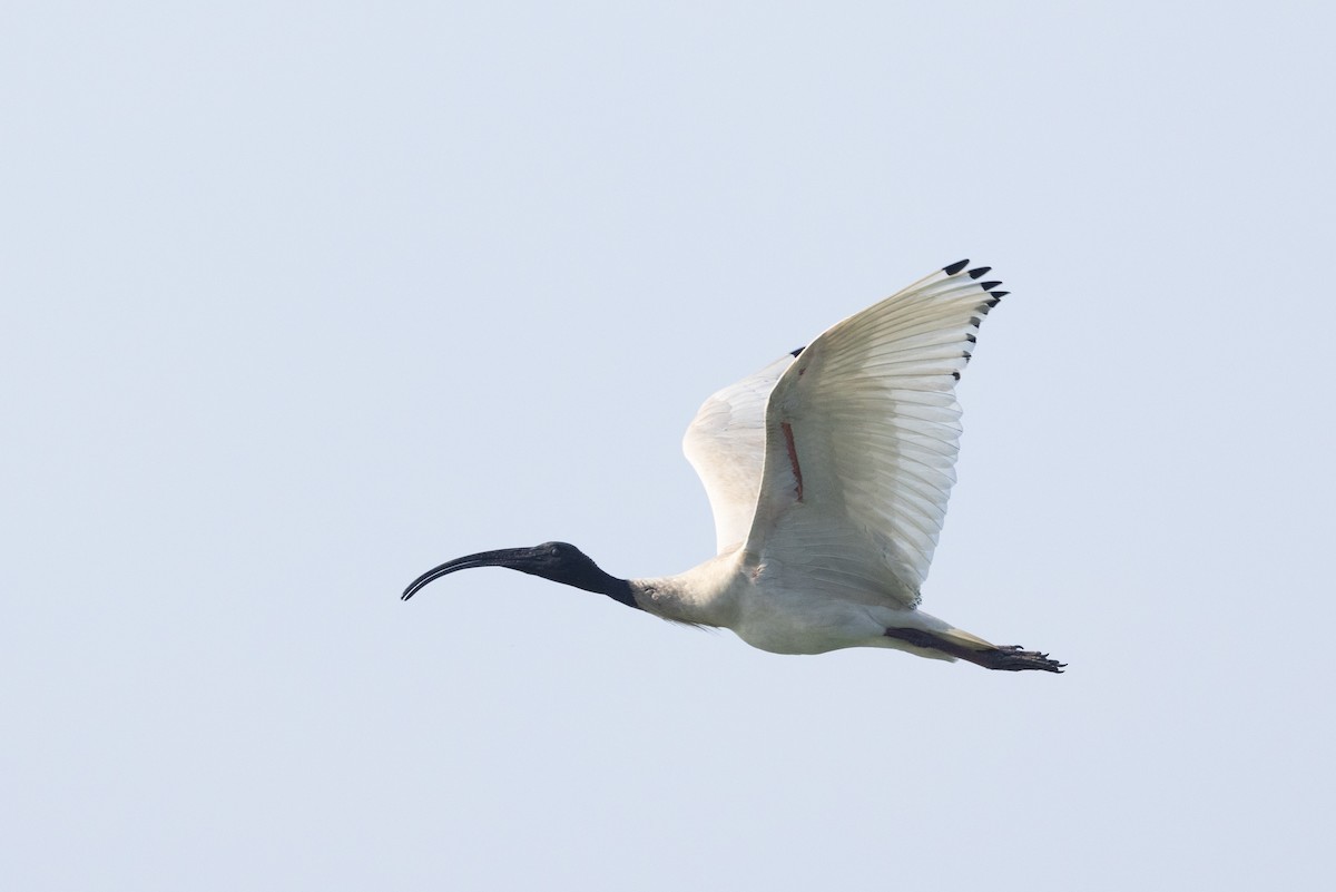 Australian Ibis - ML643165271