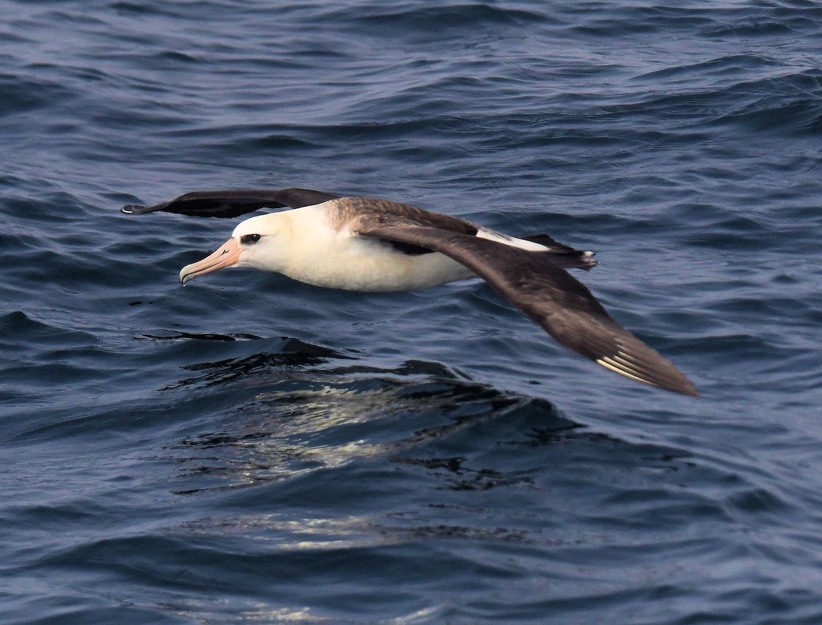 Laysan Albatross - ML643165274