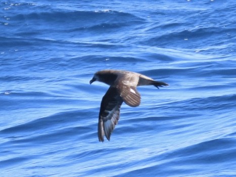 Providence Petrel - ML643165279
