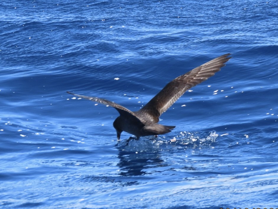 Providence Petrel - ML643165280