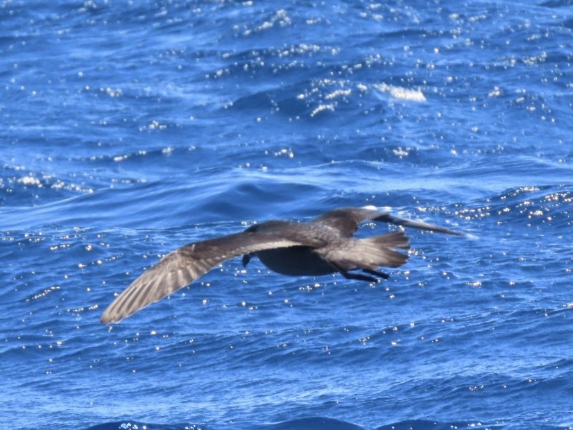 Providence Petrel - ML643165281