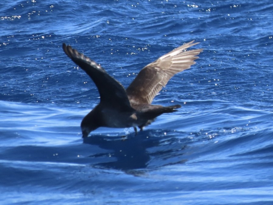 Providence Petrel - ML643165282