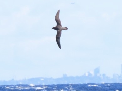 Providence Petrel - ML643165283