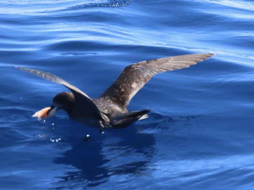 Providence Petrel - ML643165284