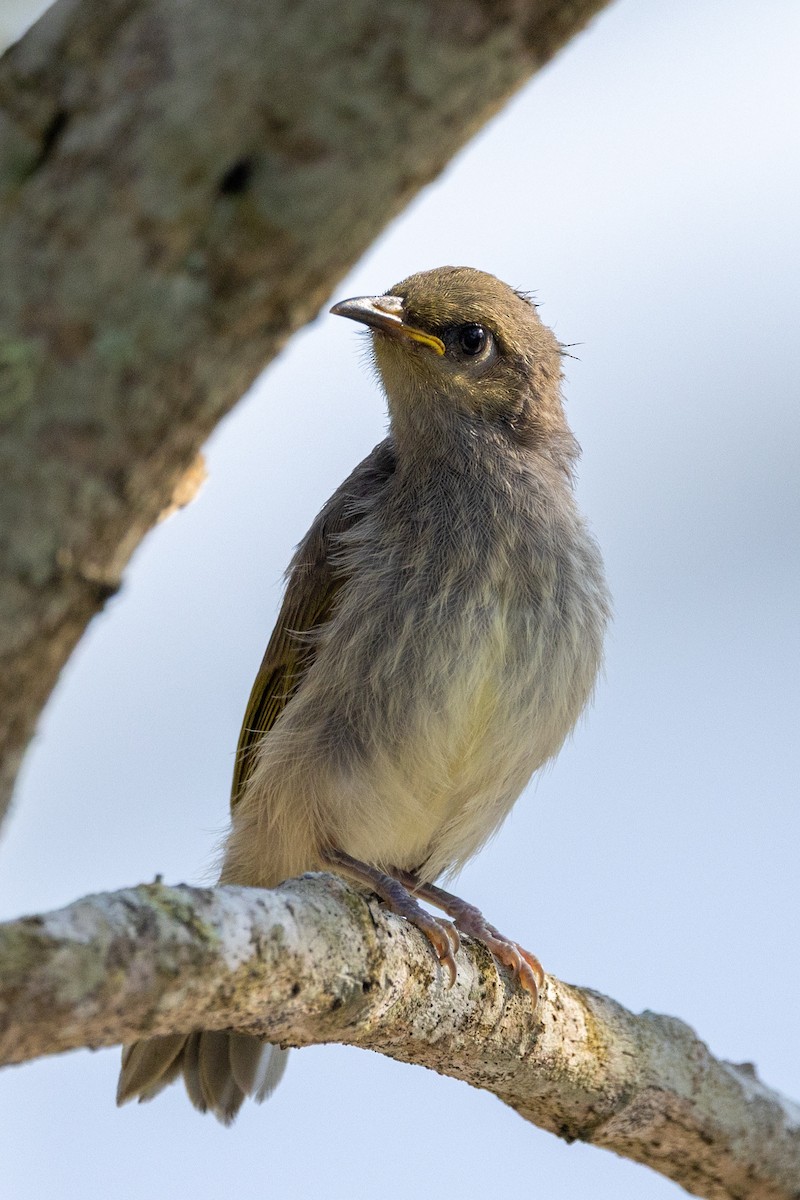 Brown Honeyeater - ML643165291