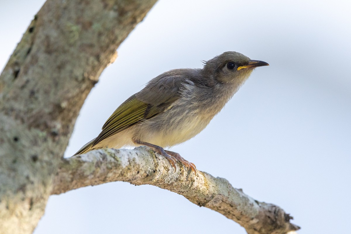 Brown Honeyeater - ML643165292