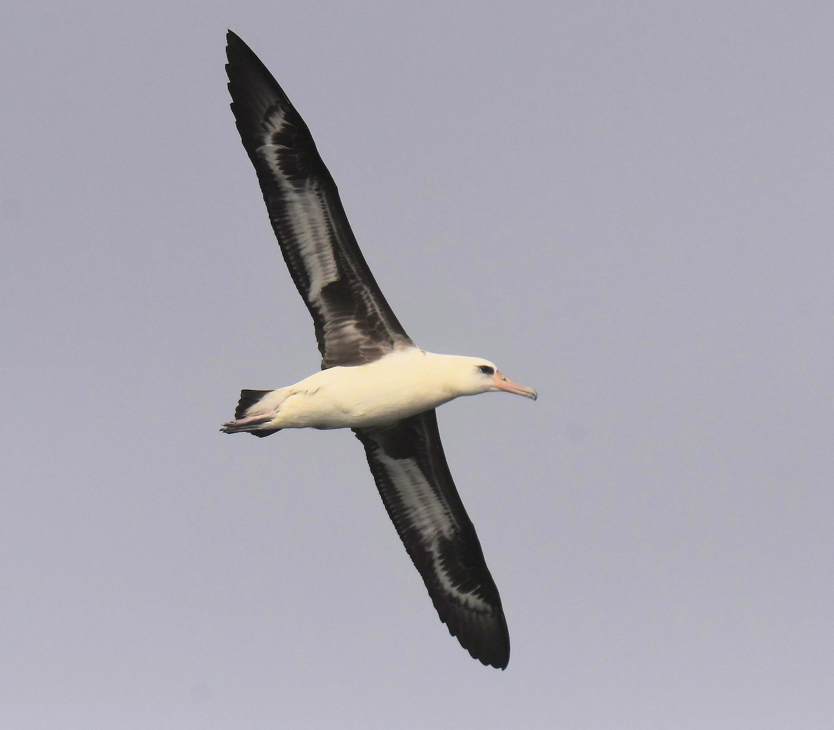 Laysan Albatross - ML643165297