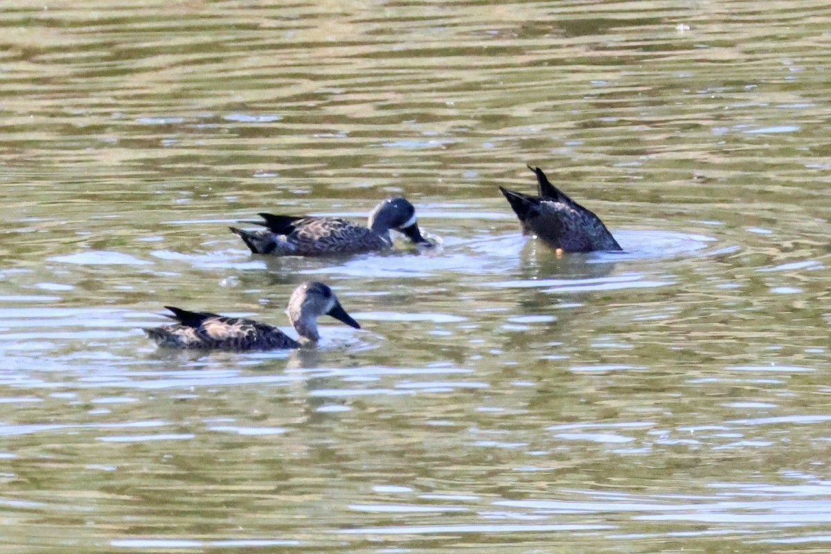 Blue-winged Teal - ML643165321