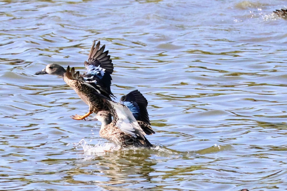 Blue-winged Teal - ML643165322