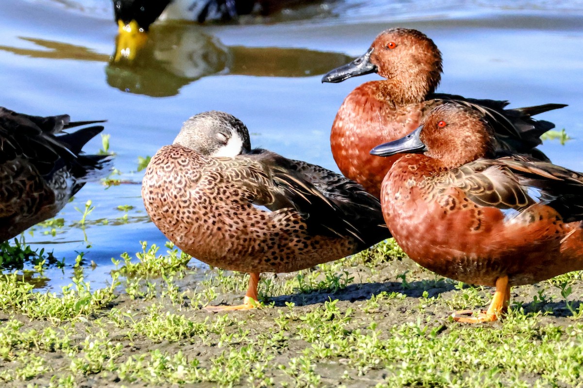 Blue-winged Teal - ML643165323