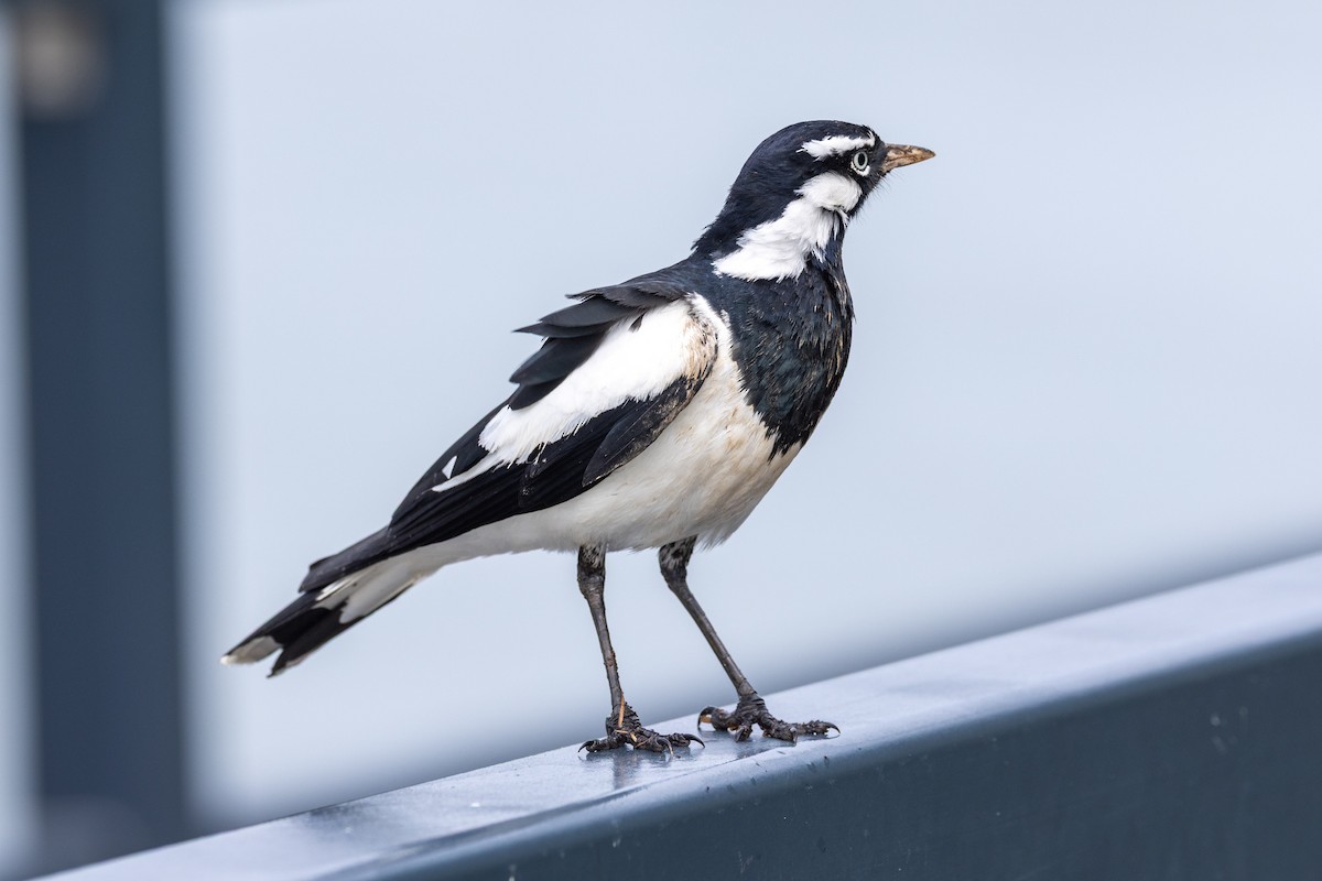 Magpie-lark - ML643165338