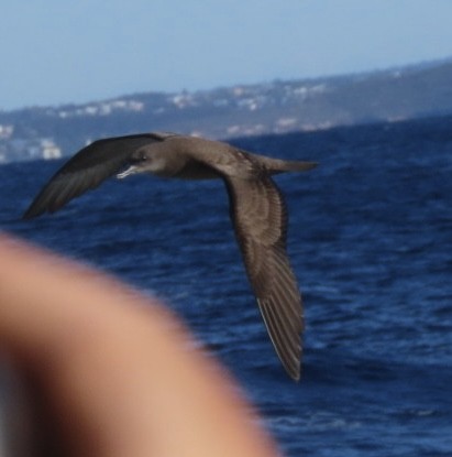 Wedge-tailed Shearwater - ML643165341