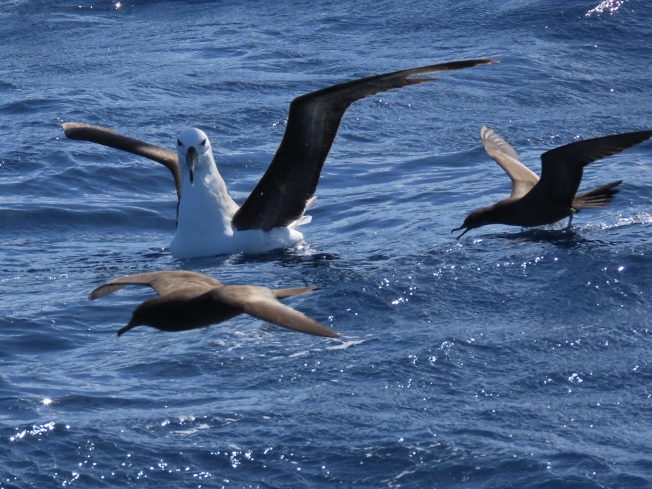 Wedge-tailed Shearwater - ML643165342