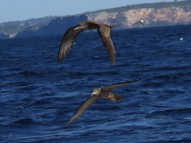 Wedge-tailed Shearwater - ML643165343