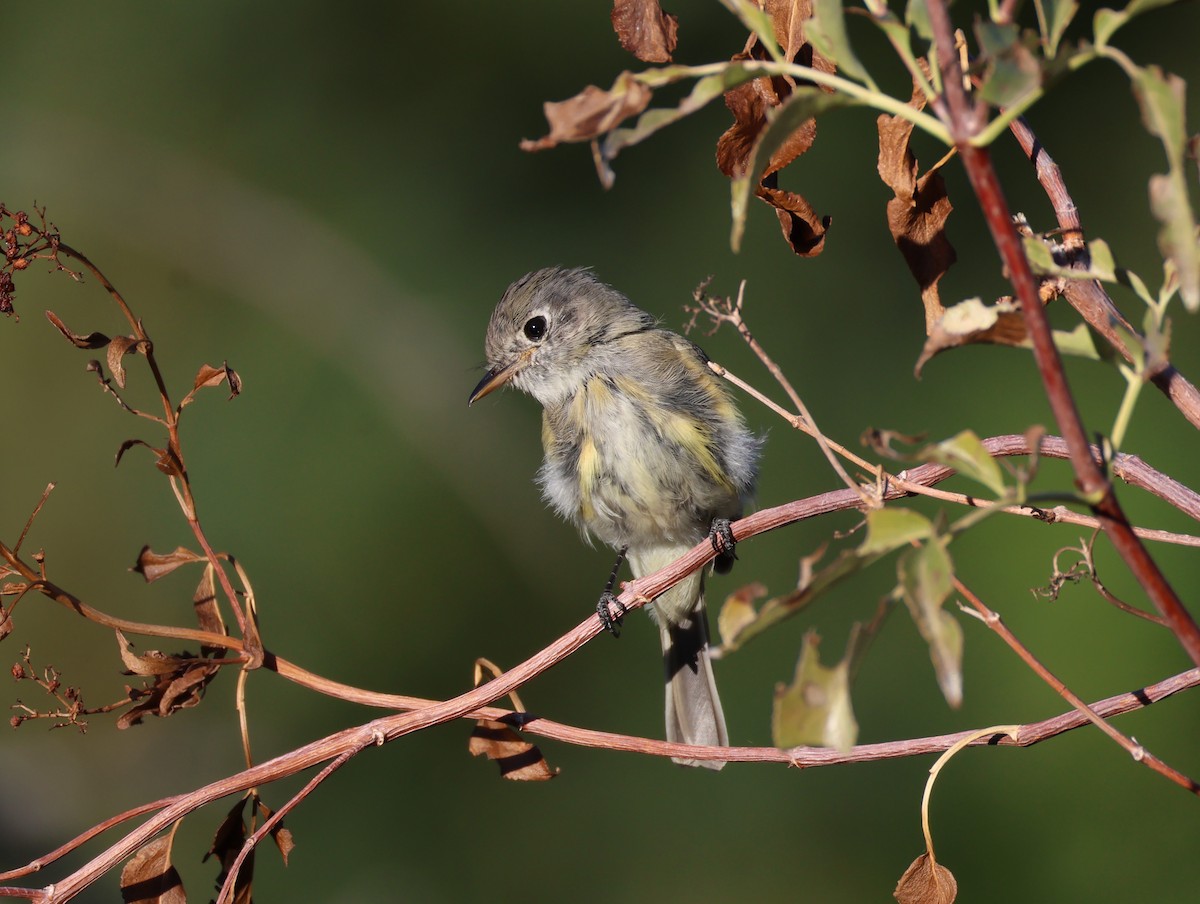Empidonax sp. - ML643165349