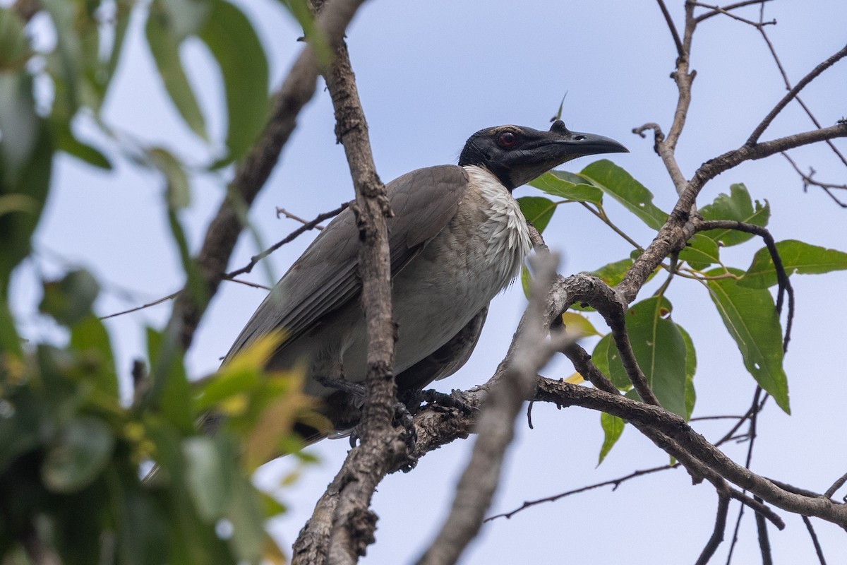 Noisy Friarbird - ML643165350